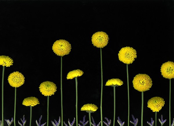 Field Of Gold