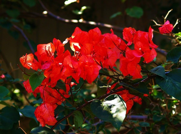 Red Bougainvellia