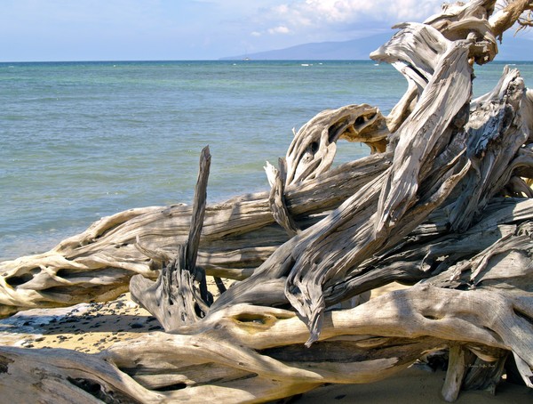 Driftwood II