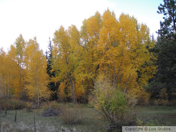 Fall Foilage Sept 2011 My camera 030