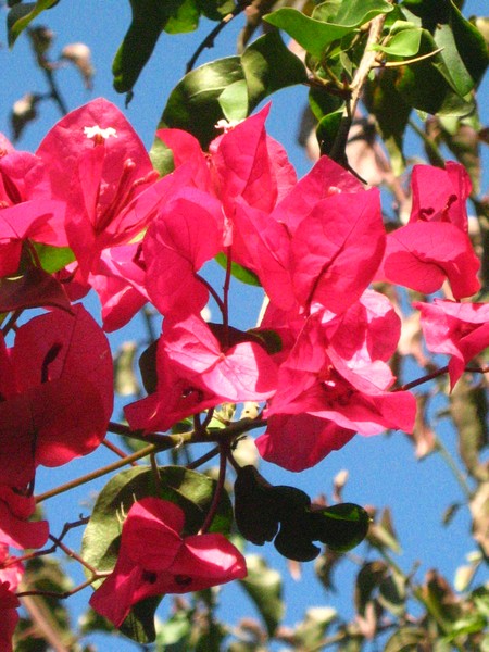 flowers