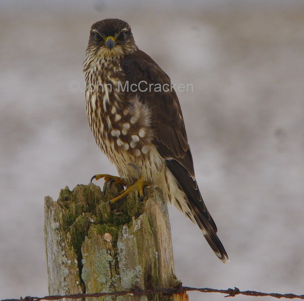 Merlin (Falcon)