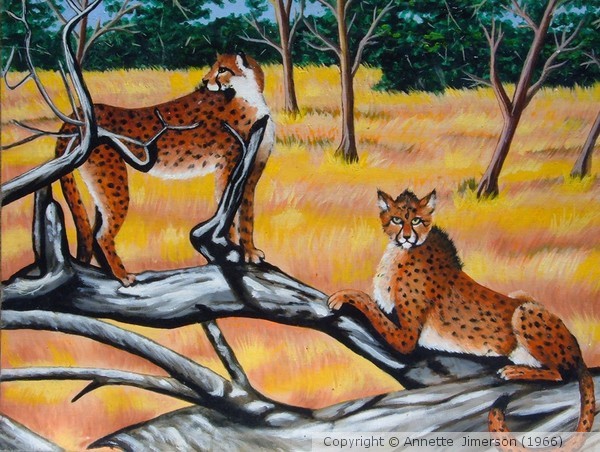 Cheetahs