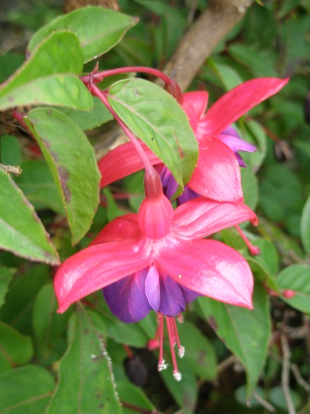 Fuschia 2