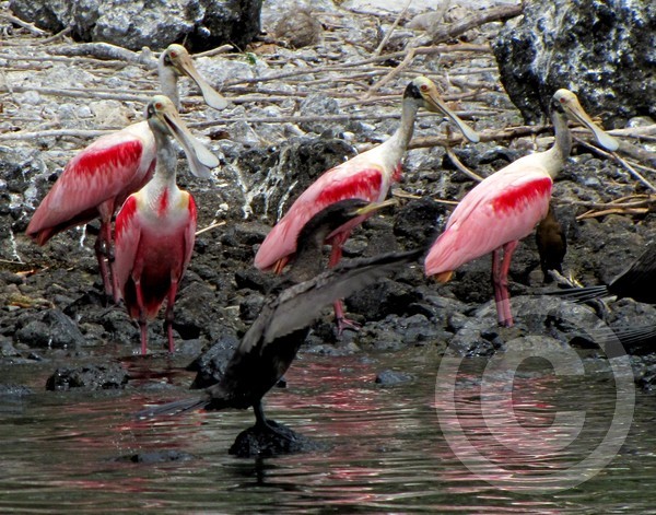 Spoonbill Family!