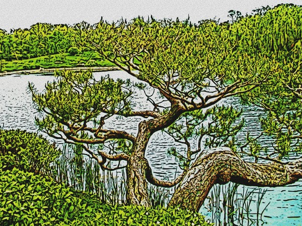 Japanese Pine