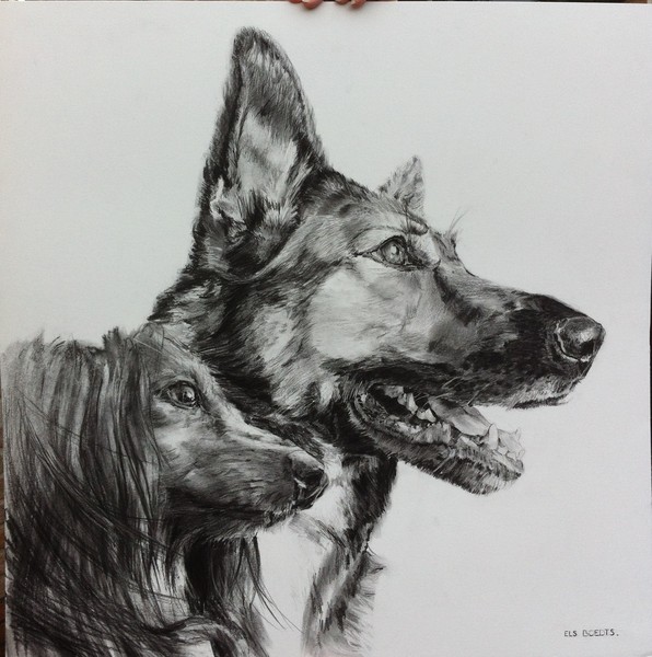 my dog's