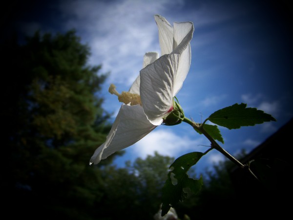 Reaching for the Sky
