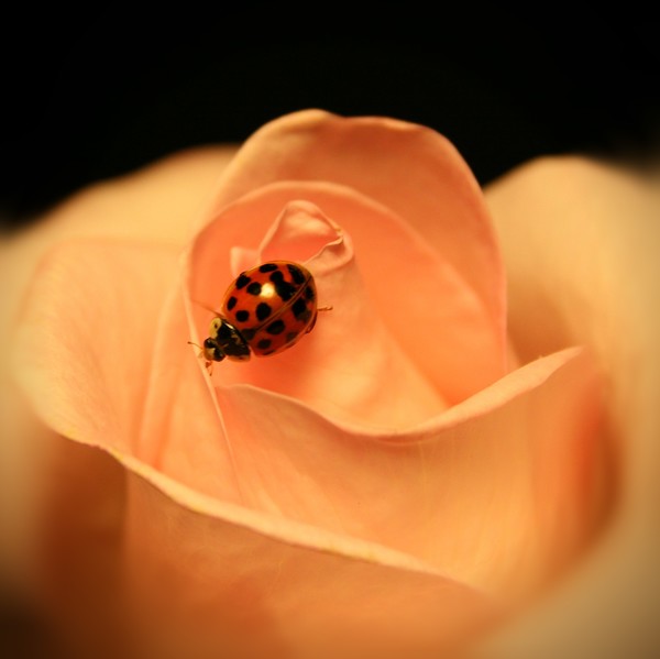 Ladybird,ladybird