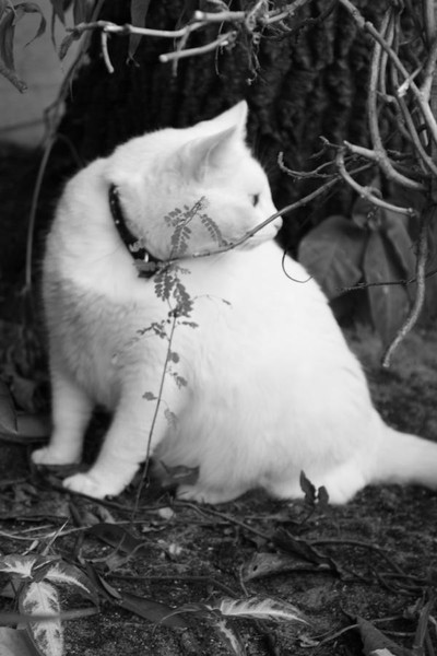 kittykat