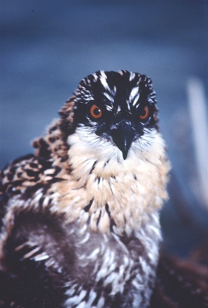 Portrait of a Young Osprey