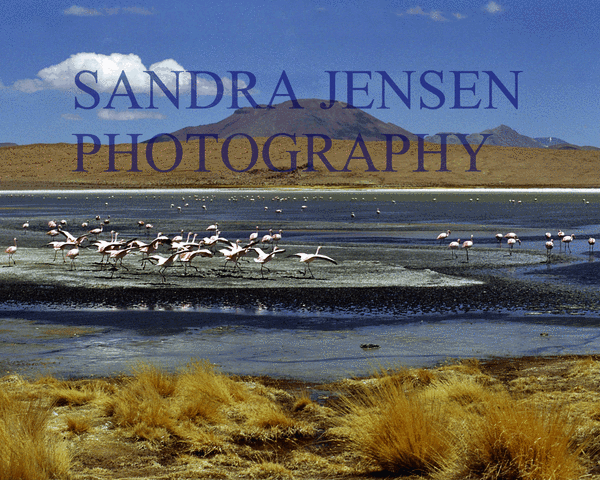 Bolivia - Salar Pink Flamingos