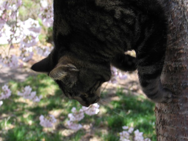 Cat in the Tree