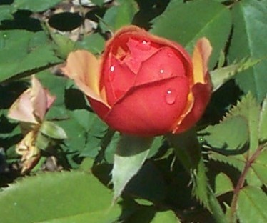 Dew Drops