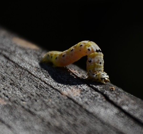 Inchworm
