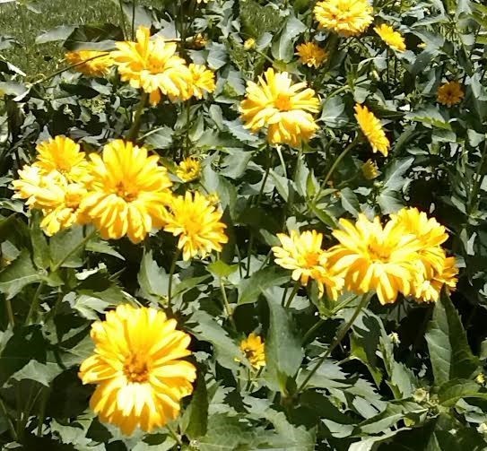 bright yellows and greens