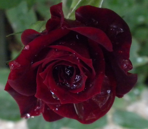 dark rose