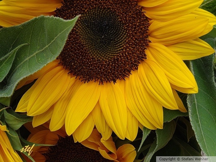 sunflower (1)