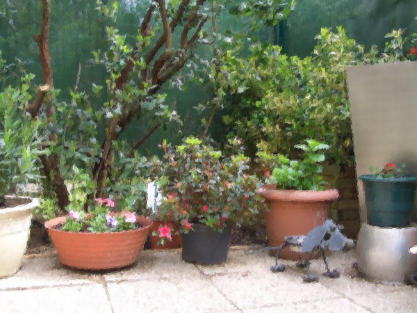 my garden