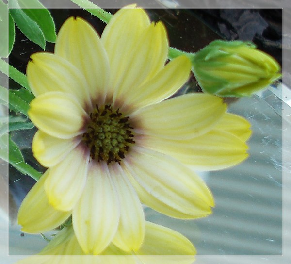 daisy