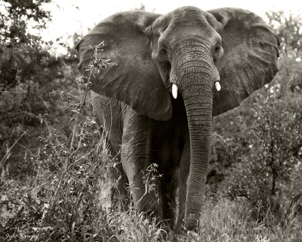 Mama Elephant