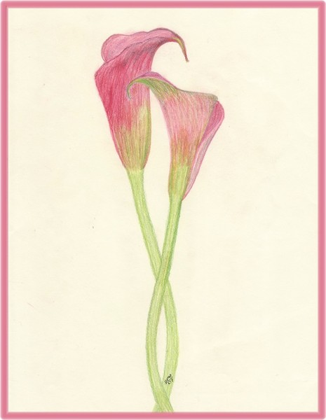 Pink Callas