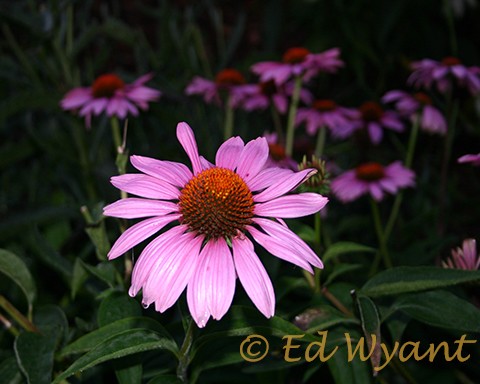 Pink Splash