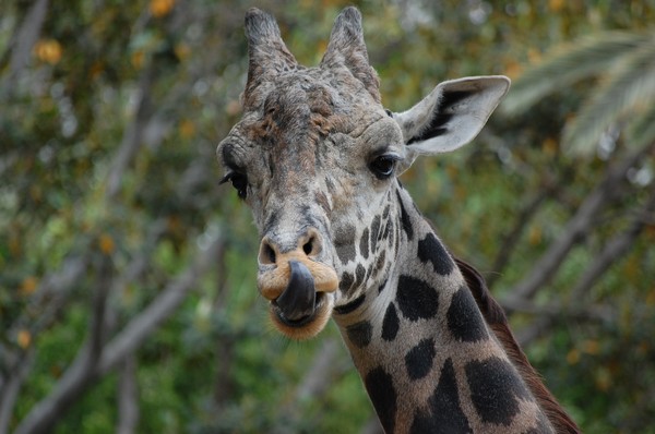 Nose Licker