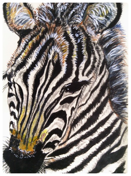 Zebra