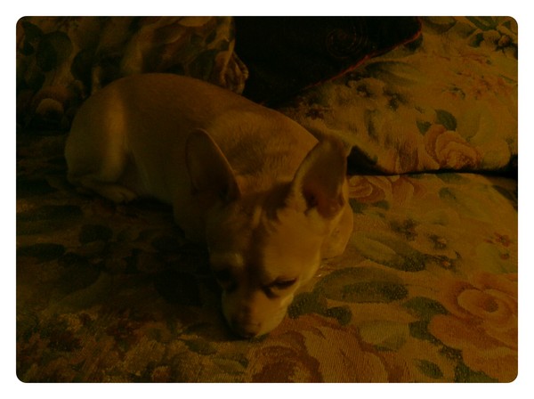 Tanner napping