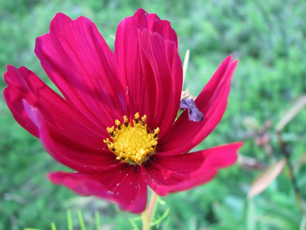 Lone Cosmo