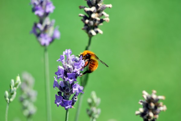 Nikon_07182009_4176