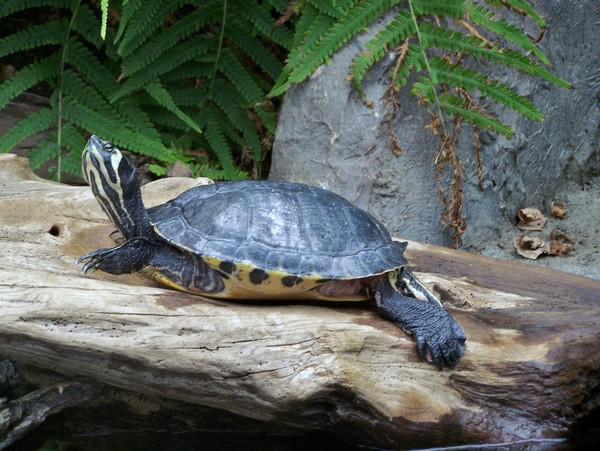 Turtle 2