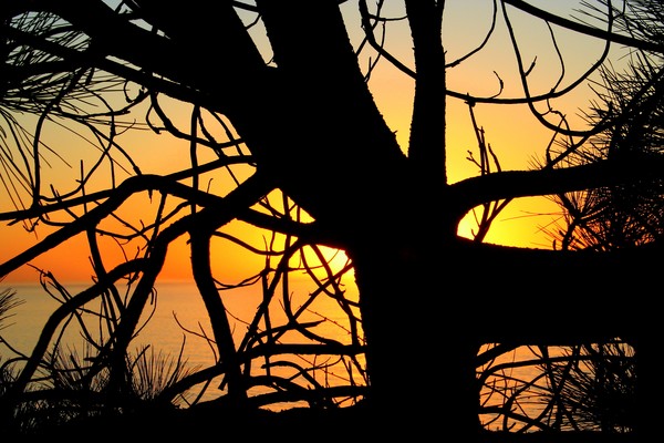 Sunset Silhouette