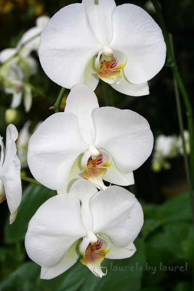 Phalaenopsis in White