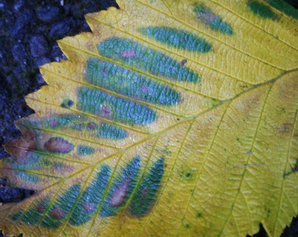 Leafscape 1