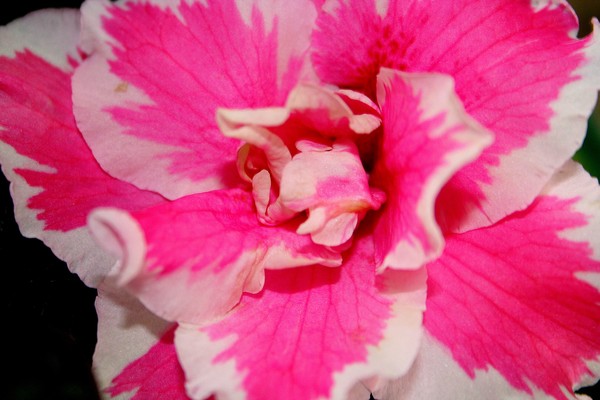 Azalea in Pink & White