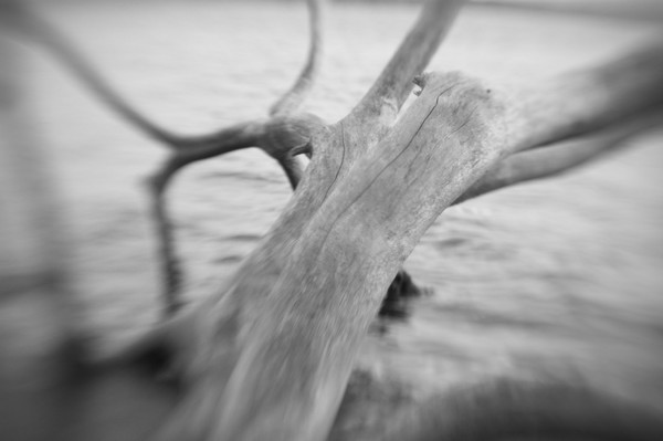 Distortion of a Tree
