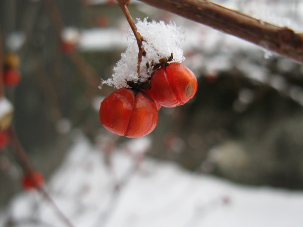 More Berries
