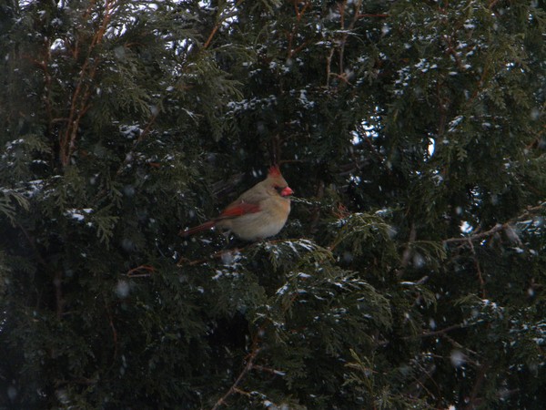 female cardinal