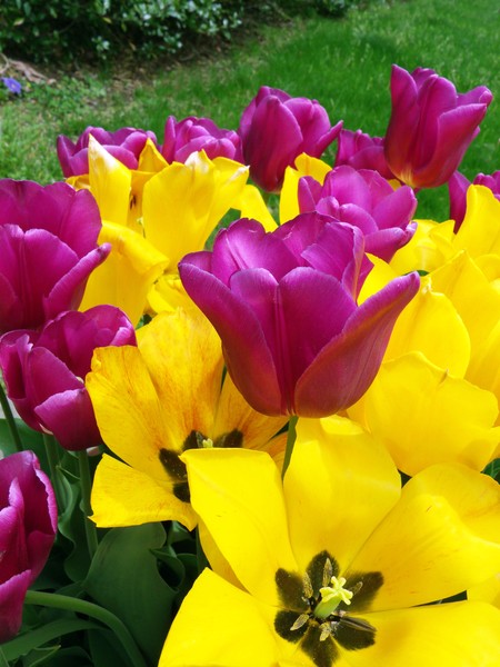 Yellow and Purple Flowers