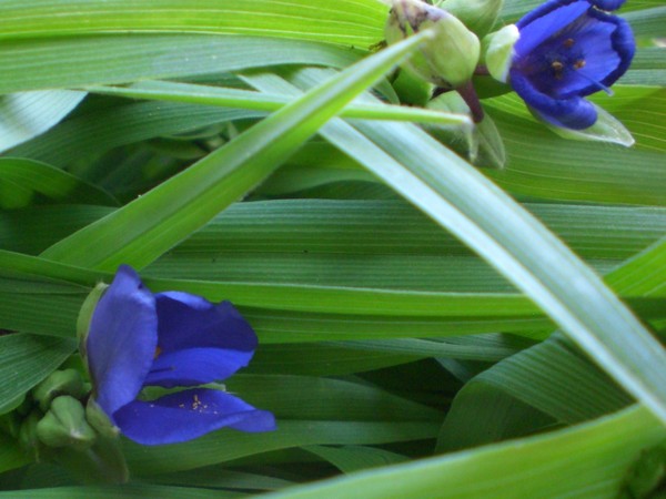 grassy_plant