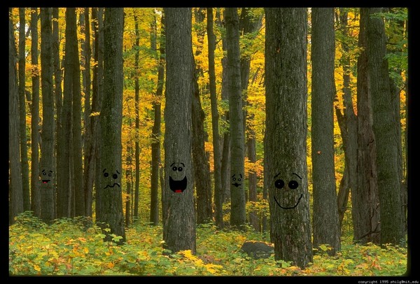 Trees do make sounds