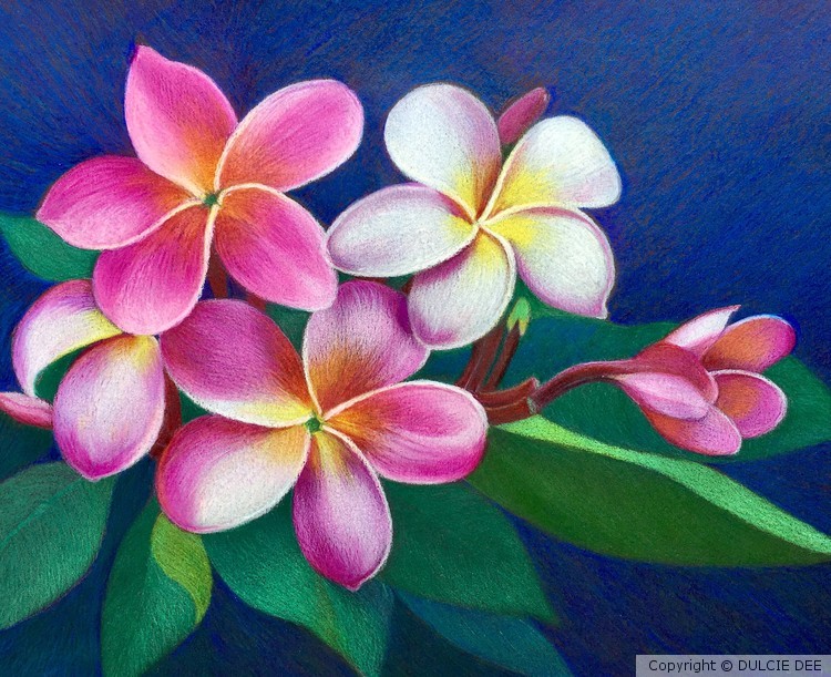 PINK PLUMERIA