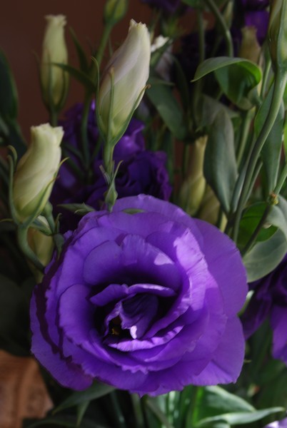 Lithianthus