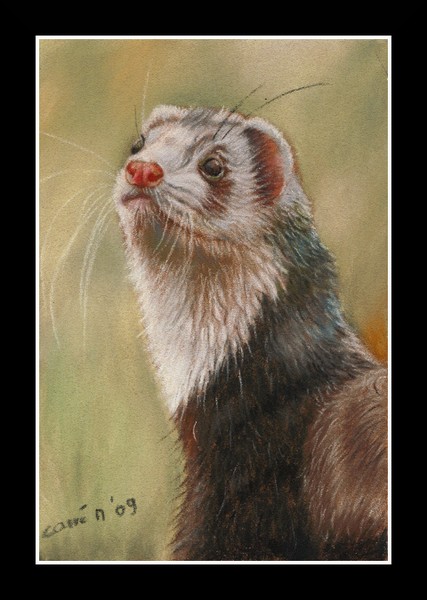 nc art orig pastel ferret 