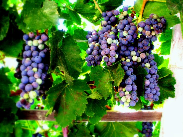 grapes