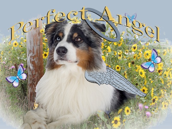 Australian Shepherd Perfect Angel