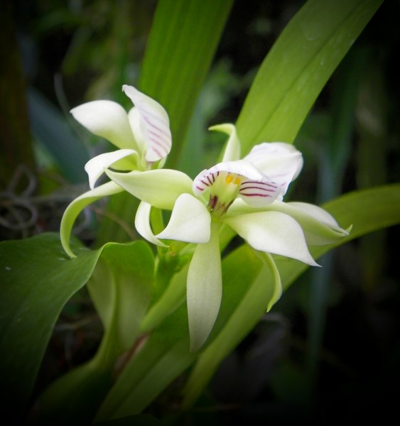 WHITE ORCHIDS