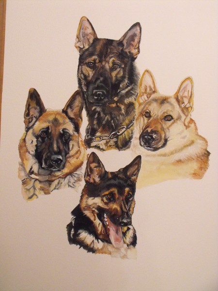 German shepherds